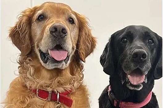 Ученые обнаружили, что собаки могут учуять болезнь Паркинсона