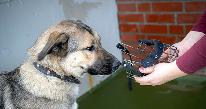 Ветеринар предостерег от использования тесного намордника летом