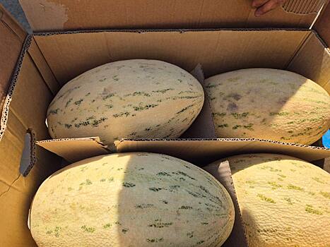 20 тонн узбекских дынь с вредителями не допущены к реализации в Оренбуржье