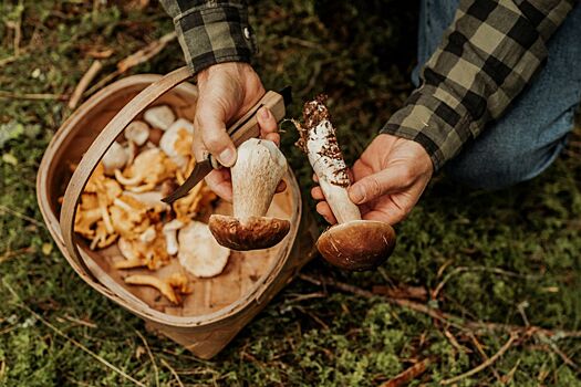 Эксперт рассказал, растут ли в России грибы, замедляющие старение