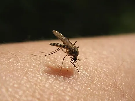 Единственный в Исландии комар пережил снегопад и похолодание