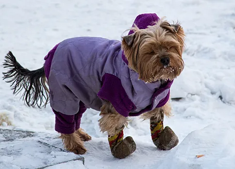 Бессонные ночи с собакой: почему питомец лает ночью и как вернуть тишину