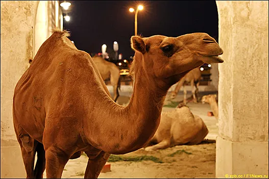 Гран При Катара: Превью этапа