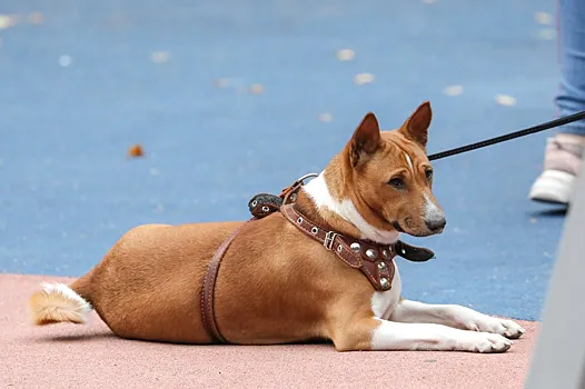 В Германии начали выгуливать невидимых собак
