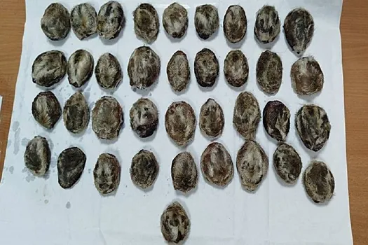 Из Бурятии незаконно вывезли крупную партию редкого биологического сырья